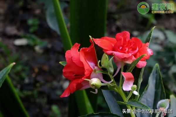 凤仙花怎么传播种子