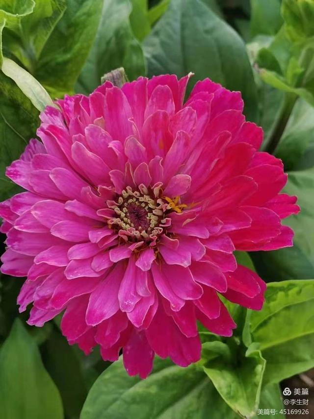 走进紫晨广场：文/李生财，图/郭翠枝