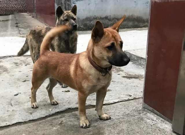 中国军犬 中国军犬（中国军犬训练基地） 动物