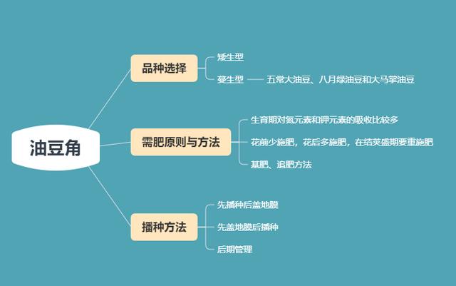 北方豆角跟南方豆角，居然不一样！这样播种、施肥，7-8月采收2