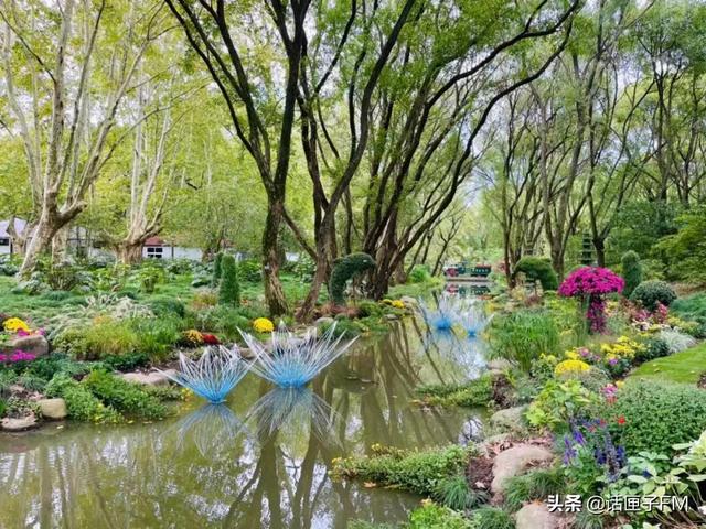 手绘年轮杯垫 抽菊花盲盒 共青森林公园免费后首个大型花展明日开幕 今日热点