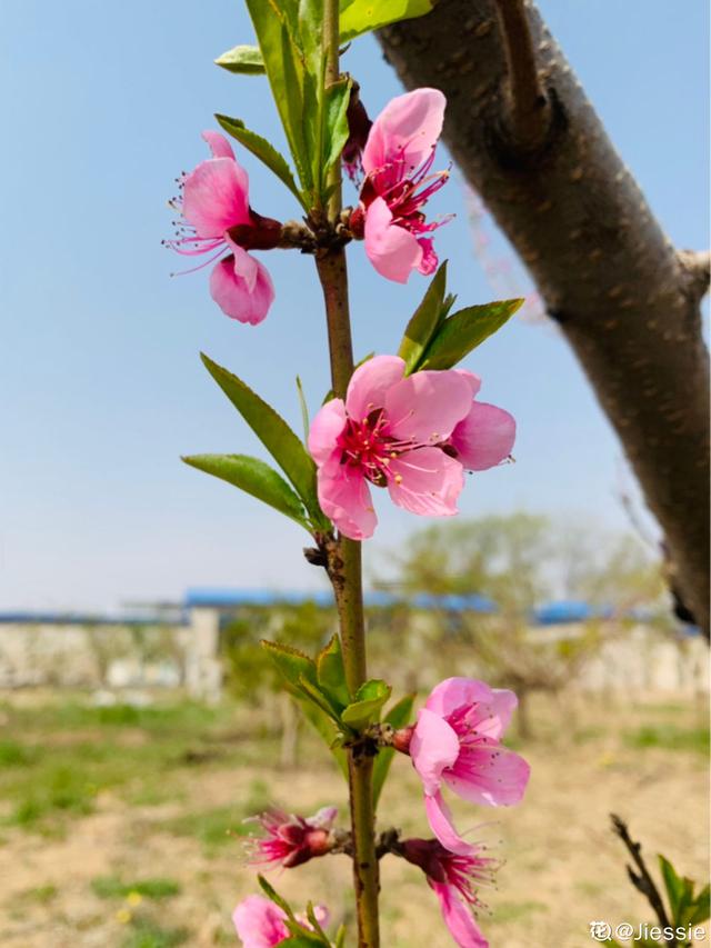 花草图片大全