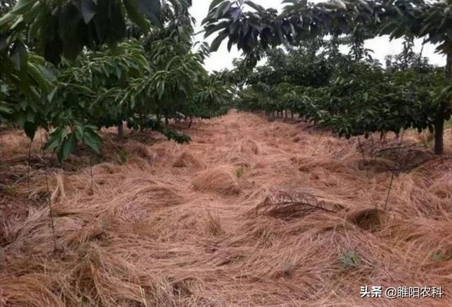 这个除草剂比百草枯还好，除草速度快，死草更彻底，持效期更长3