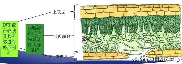 病害防控重点，这个杀菌防病利器千万不能错过！1