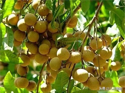 这颗养血果，可以让女人气色红润好睡眠