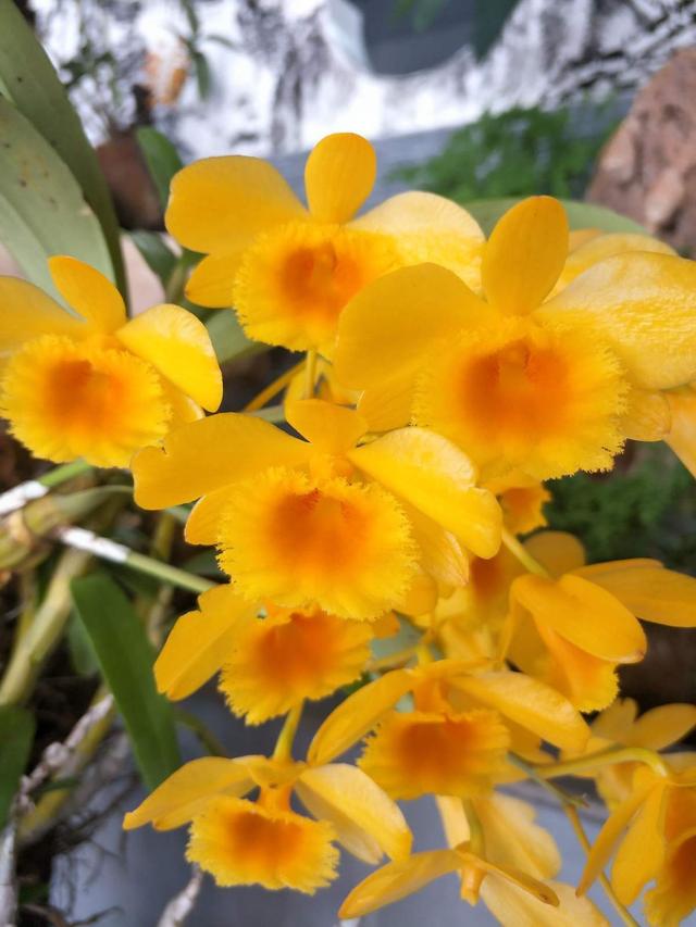 花图片大全