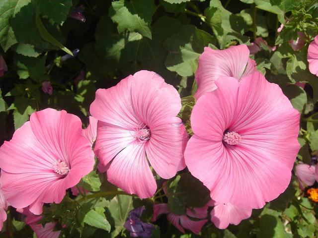 花葵 花葵「花葵花」 生活