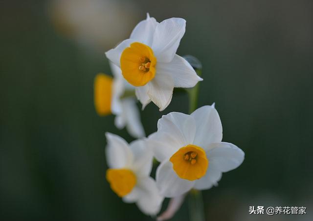 水仙花语