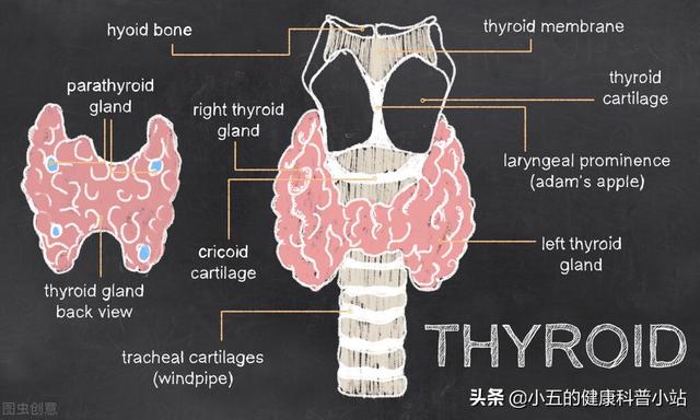 硒是人体必要的元素，可防治多种疾病，我们可以从这些食物中补充