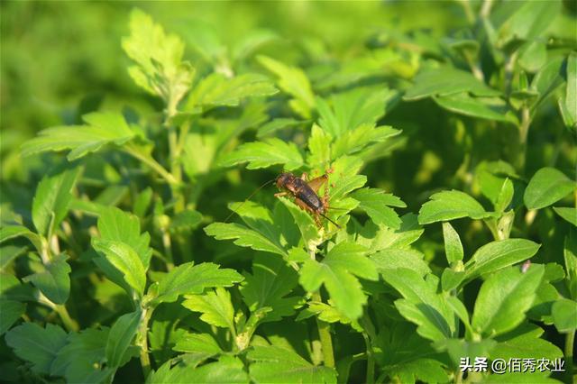 8月份，中药材菊花将迎来一种重要害虫，防治要确保“稳准狠”3