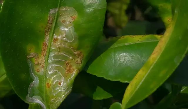 如果是那种肉虫比较严重的,也就是蝶类,蛾类幼虫,就用虫螨腈,比如捷径