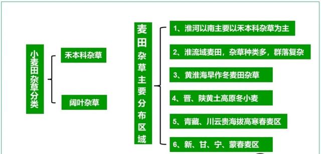 麦田杂草识别与除草攻略，其中的草都认识吗，值得收藏1