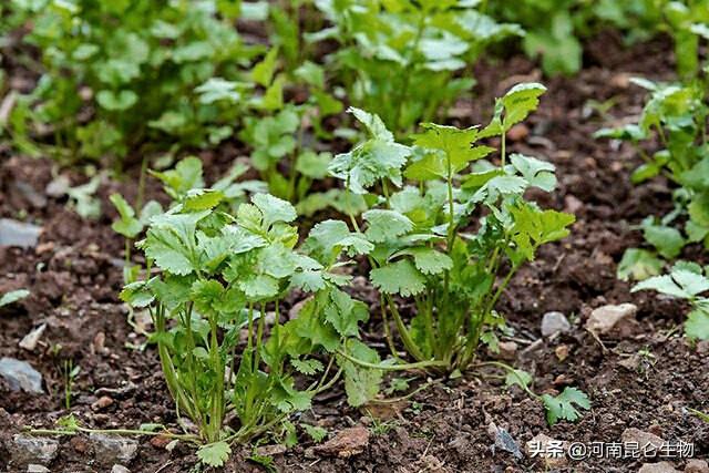 大棚蔬菜香菜烂根用什么药好？重茬根腐怎么治？叶子发黄是什么病5