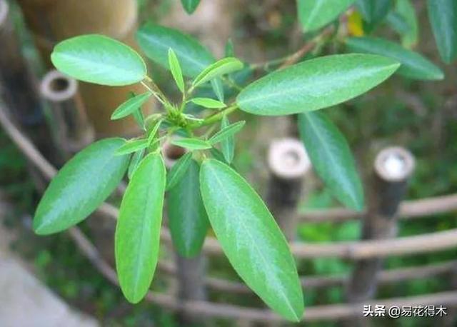 跳舞草图片 跳舞草图片（跳舞草图片种子） 生活