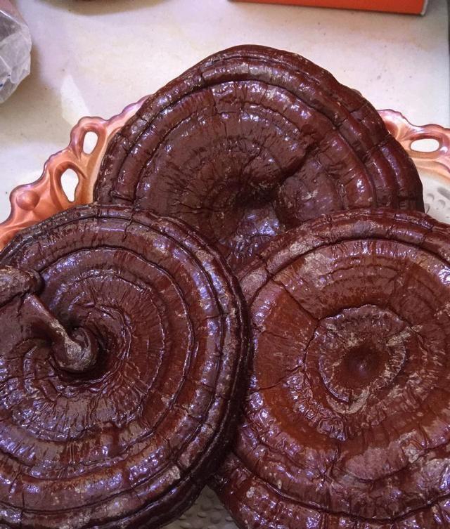 木灵芝价钱几多钱一斤,木灵芝值钱吗_灵芝_瑞然堂滋补