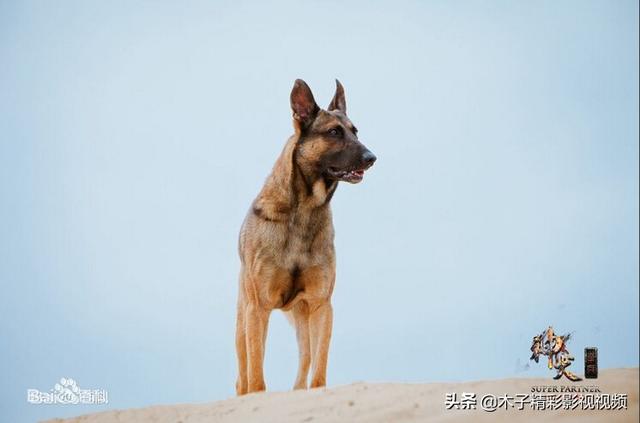 神犬奇兵剧情介绍