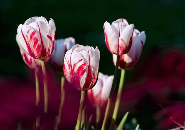 郁金香花语和寓意