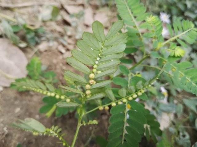 珍珠草 珍珠草（珍珠草莓晶平安扣樱花项链） 生活