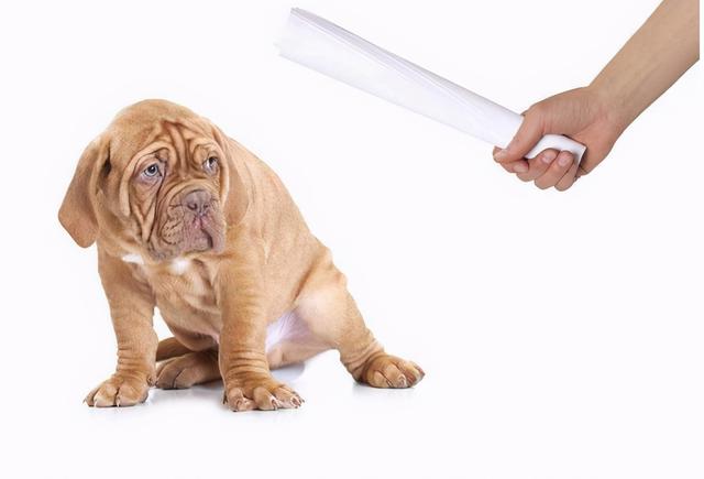 经常被打的狗狗怎么挽救(长期打狗狗会怎么样)-艾拉养犬