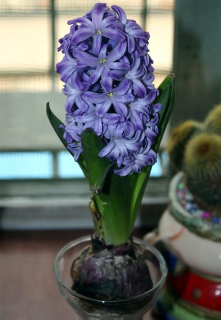 风信子开花后