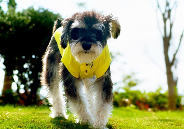 狗狗食欲不振怎么办（狗狗食欲不振怎么回事）