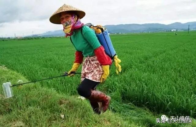 常见灭生性除草剂百草枯、草铵膦、草甘膦和敌草快使用技术2