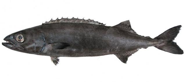 银雪鱼 银雪鱼（银鳕鱼和鳕鱼的区别） 美食
