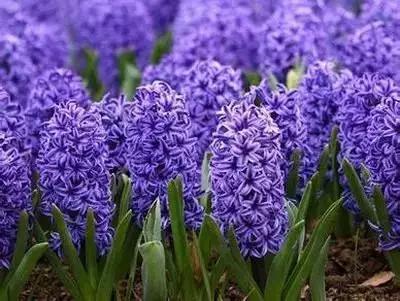 50种浪漫鲜花花语大全 50种浪漫鲜花花语大全（50种浪漫鲜花花语大全图片） 生活