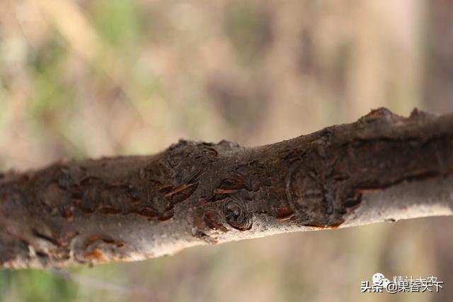 苹果树出水、死枝—干腐病爆发，若不及时治疗，易引果实轮纹病！5