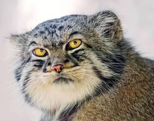 帕拉斯猫有多凶狠(帕拉斯猫有多凶狠)