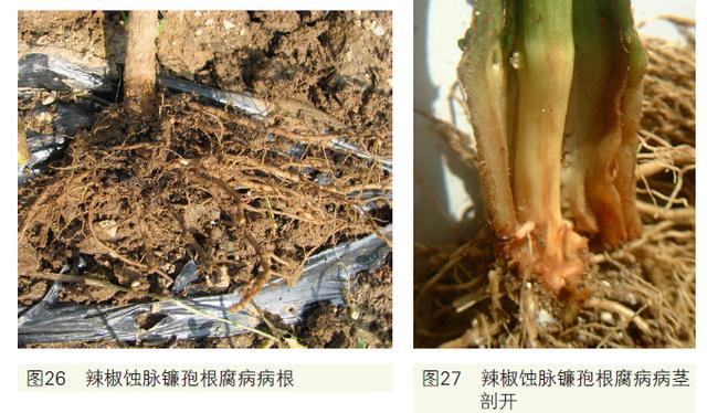 生产中最常见21种辣椒病害，有16种是真菌性病害！附防治方法6