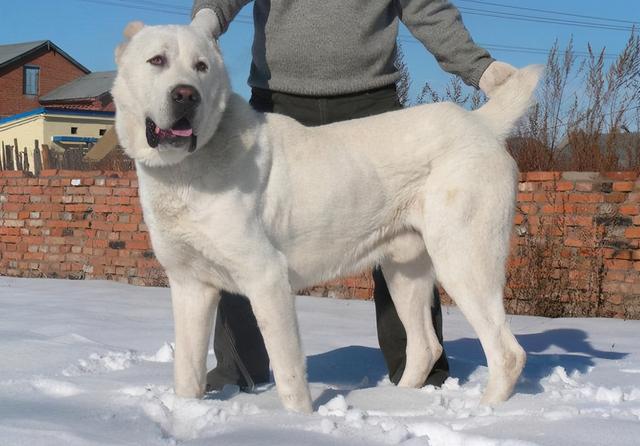 大高加索犬