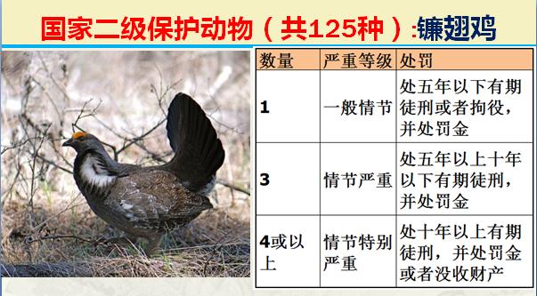 国家二级保护动物有哪些