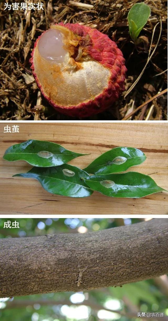 荔枝主要钻蛀性害虫识别与防治2