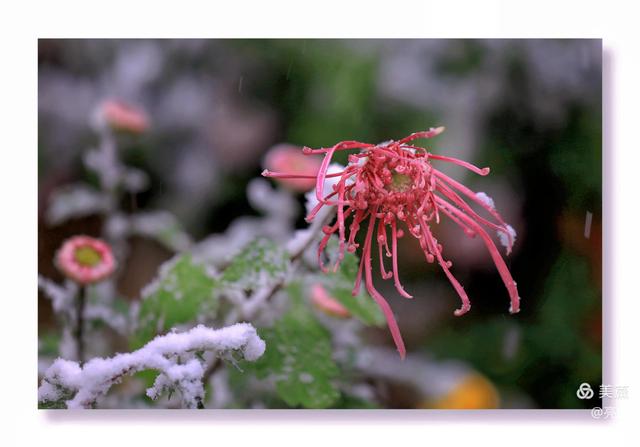 菊花的精神品质