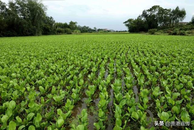 土地“双利用”！贵港这片稻田里种上2500多亩中药材4