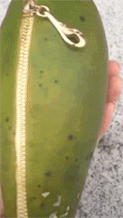 有趣的动态图GIF：谁能告诉我，这是只什么狗？