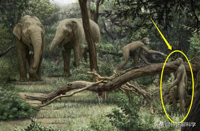 人类都是早产儿？科学家：怀孕21个月才足月，自然选择使人类早产