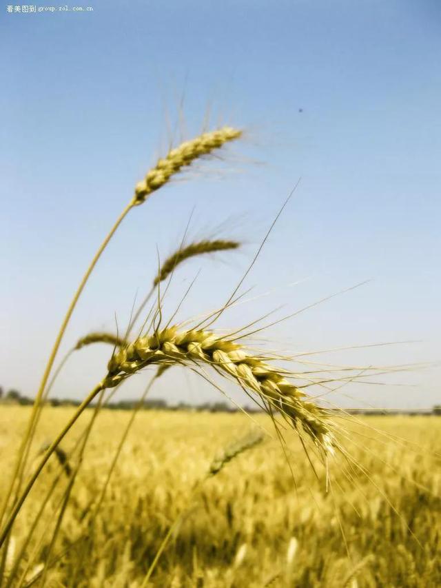 疏肝莫忘生麦芽