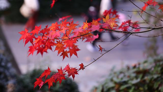 枫叶龟饲养