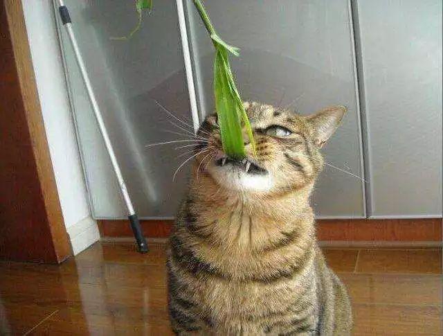 猫草