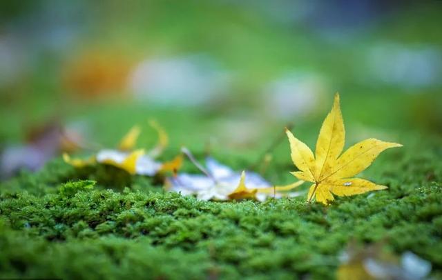 给天生容易耗血的女生：一碗“经典回血汤”