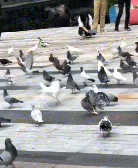 精彩的动态图片GIF:我就蹭蹭,别紧张!