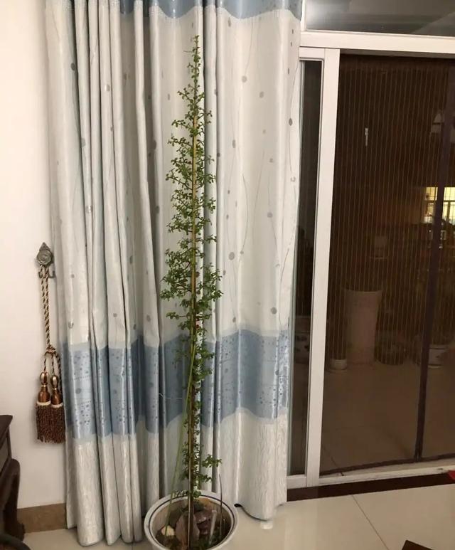 观叶植物