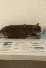 搞笑雷人的动态图GIF：各位老铁给我点勇气，好入洞房