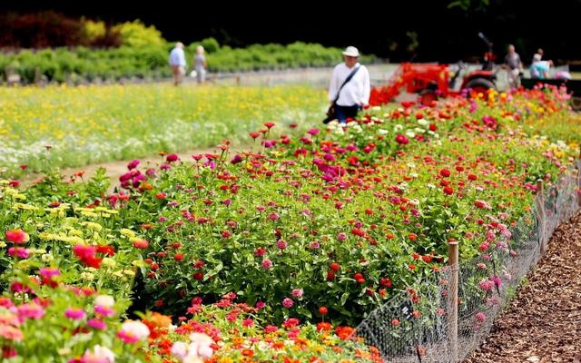 百日菊