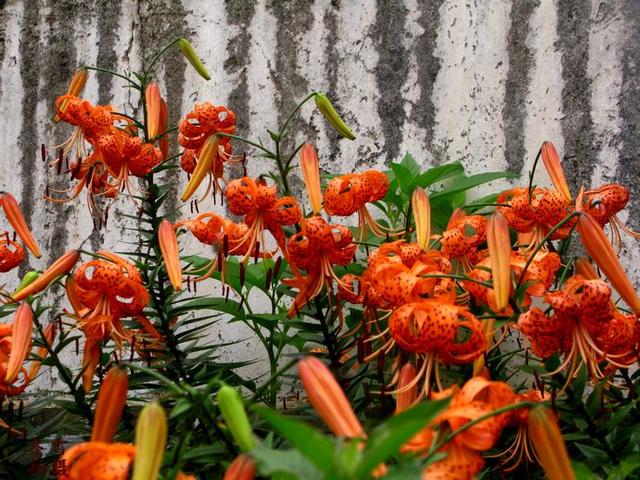 百合花图片