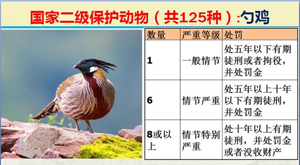 国家二级保护动物