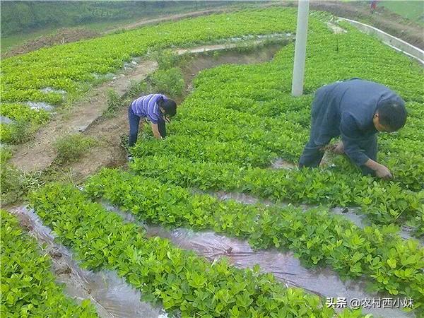 黑花生怎么种？黑花生的种植管理技巧6