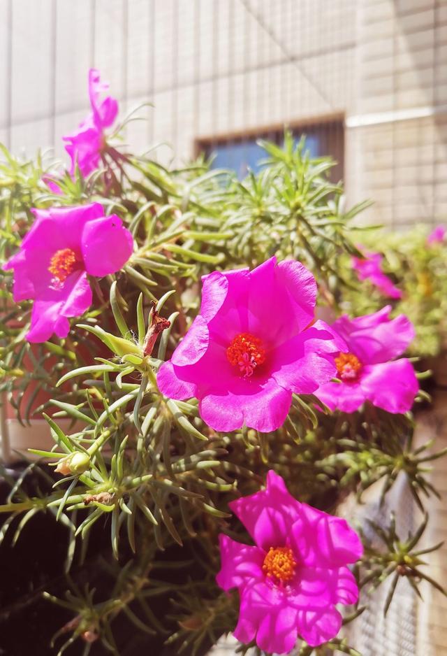 7种花适合孩子养，随便插土里就能活，孩子成就感满满